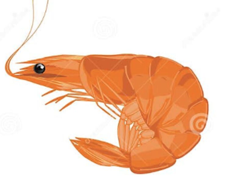 Camarones