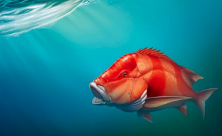 Peces